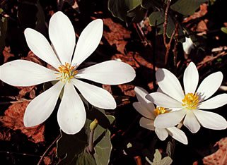 Sanguinaria 2546